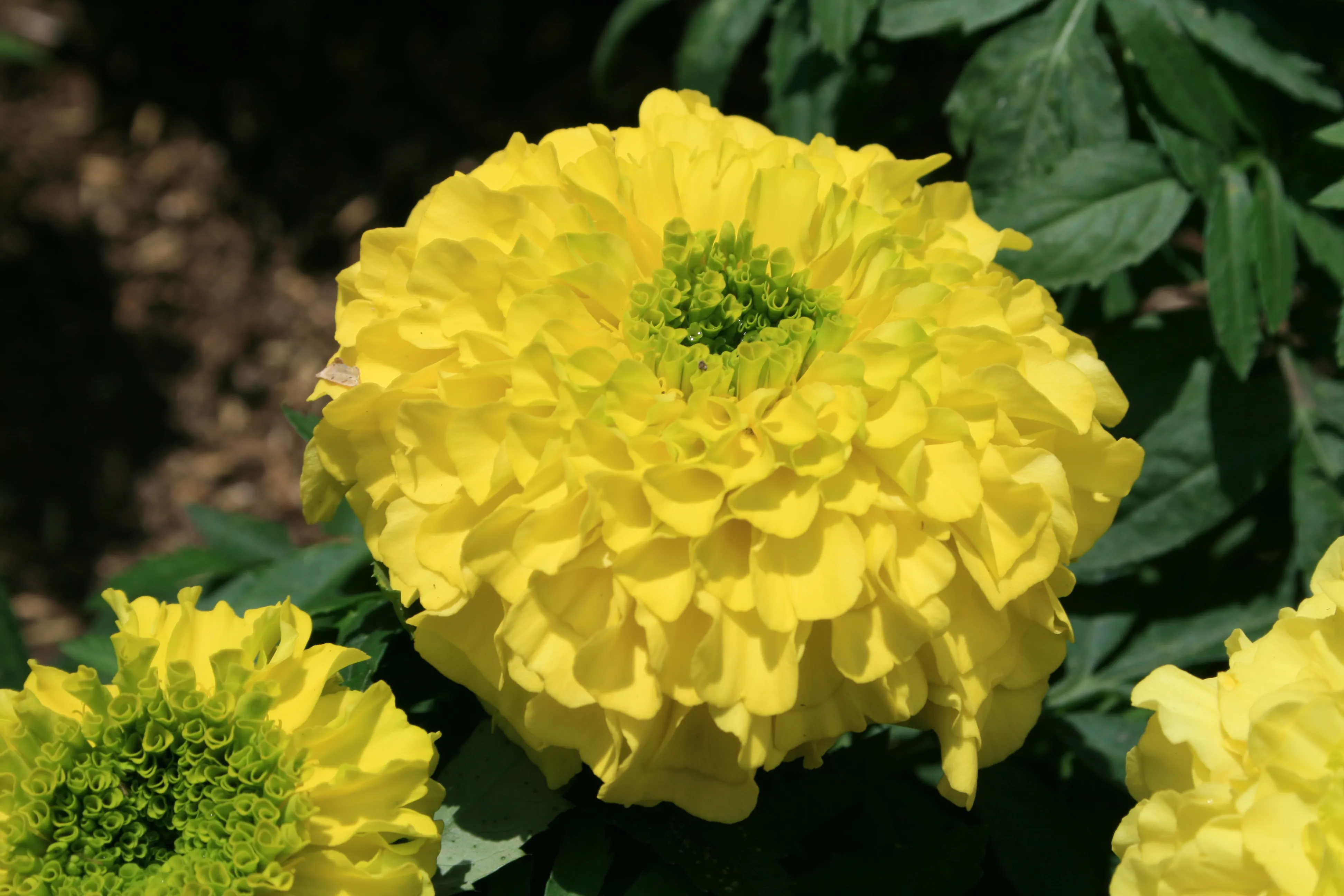 Jardín Botánico de Medellín, 2008